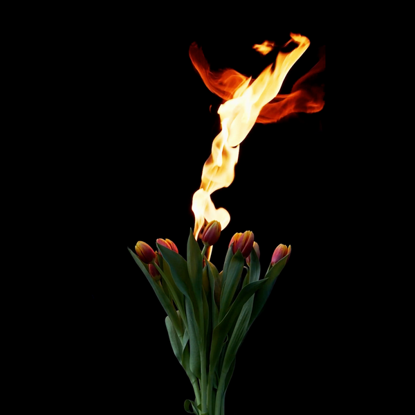 Tulips On Fire